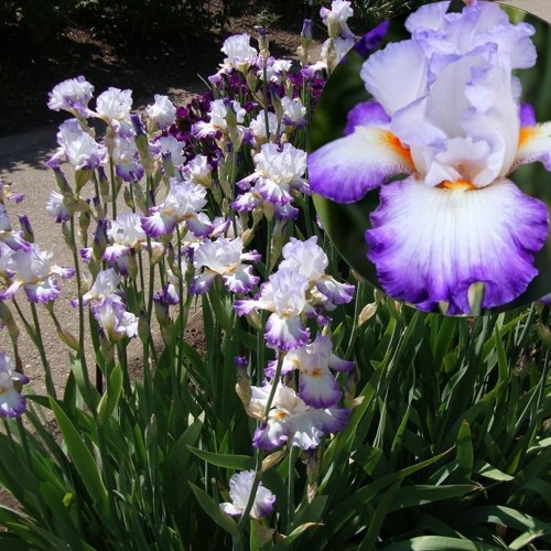 Iris germanica 'Conjuration' - Aediiris 'Conjuration'